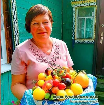 Огурцы и помидоры: с урожаем до осени, как продлить плодоношение - vsaduidoma.com