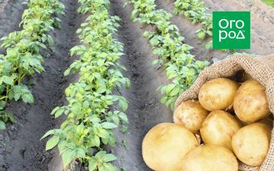 Выращивание картофеля на одном и том же месте - ogorod.ru