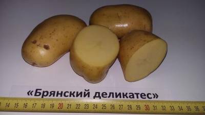 Картофель Брянский деликатес - fermilon.ru