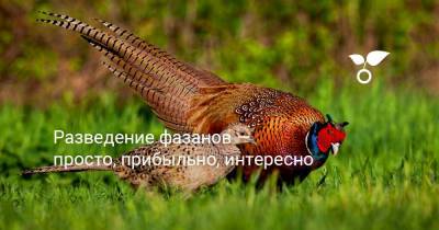 Разведение фазанов — просто, прибыльно, интересно - botanichka.ru
