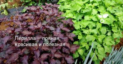 Перилла — пряная, красивая и полезная - botanichka.ru