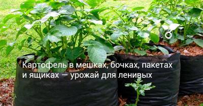 Картофель в мешках, бочках, пакетах и ящиках — урожай для ленивых - botanichka.ru