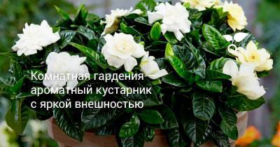 Комнатная гардения — ароматный кустарник с яркой внешностью - botanichka.ru