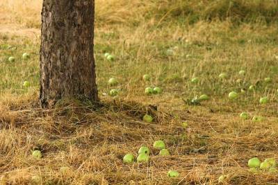 Зачем нужен компост: 7 полезных применений для семян, грядок и деревьев - orchardo.ru