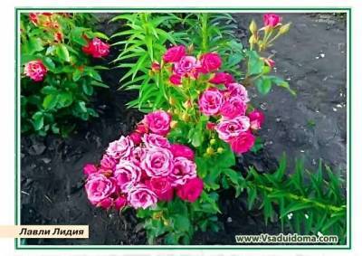 Розы спрей (букетные) названия и описание сортов - vsaduidoma.com