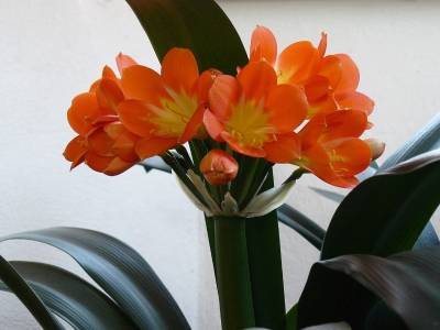 9 комнатных цветов, которые лучше не поливать, чем залить - orchardo.ru