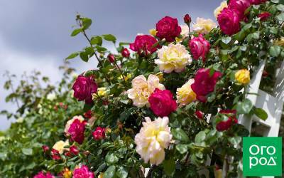 Какие розы купить этой осенью: новые сорта 2020 - ogorod.ru - Англия - Дания - Austin