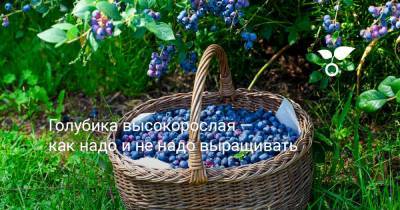 Голубика высокорослая — как надо и не надо выращивать - botanichka.ru - Россия