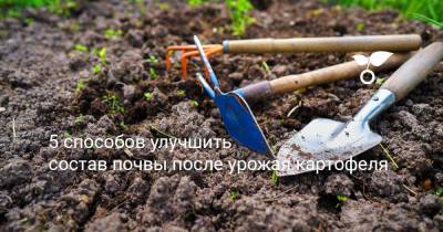 5 способов улучшить состав почвы после урожая картофеля - botanichka.ru