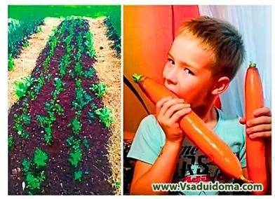 Выращивание моркови – посадка и уход. Моя «технология» (Великие Луки) - vsaduidoma.com