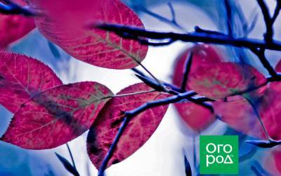 5 деревьев и кустарников с фиолетовой и красной листовой – расставляем акценты в саду - ogorod.ru