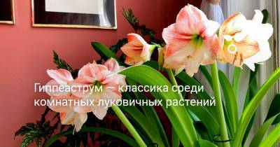 Гиппеаструм — классика среди комнатных луковичных растений - botanichka.ru