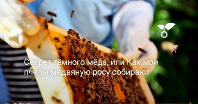 Секрет тёмного мёда, или Как мои пчелы медвяную росу собирают - botanichka.ru - Хабаровский край