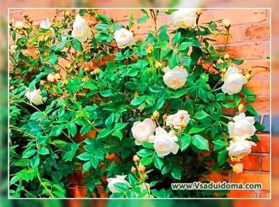 Уход за розами в августе – что нужно обязательно сделать - vsaduidoma.com
