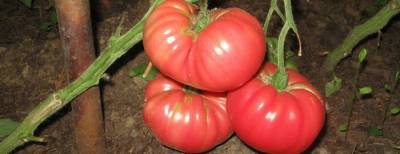 Чем руководствоваться при выборе сортов томатов - sad-dacha-ogorod.com