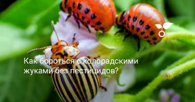 Как бороться с колорадскими жуками без пестицидов? - botanichka.ru