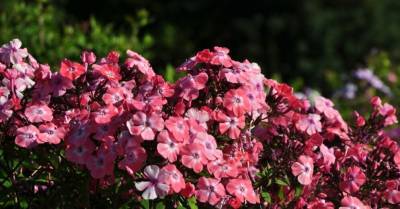 ФОТО: В Национальном ботаническом саду в Саласпилсе вовсю цветут флоксы - rus.delfi.lv