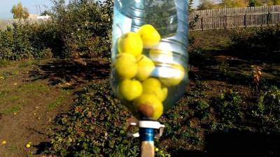3 способа сделать плодосъемник из швабры и пластиковой бутылки - orchardo.ru