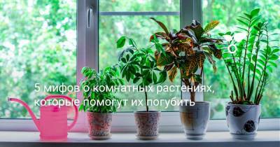 5 мифов о комнатных растениях, которые помогут их погубить - botanichka.ru