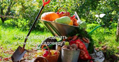 Что не забыть сделать в сентябре садоводу? - botanichka.ru