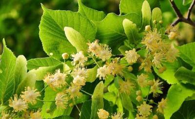 5 полезных растений, которые еще успеете собрать и засушить - orchardo.ru