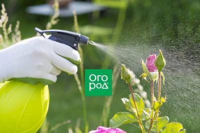 Опрыскивали сад пестицидами и отравились: как понять и что делать - ogorod.ru