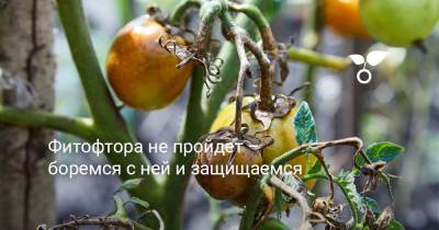 Фитофтора не пройдет – боремся с ней и защищаемся - botanichka.ru