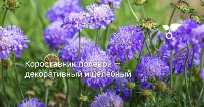 Короставник полевой — декоративный и целебный - botanichka.ru