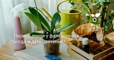 Период покоя у фаленопсиса — когда ждать цветения? - botanichka.ru