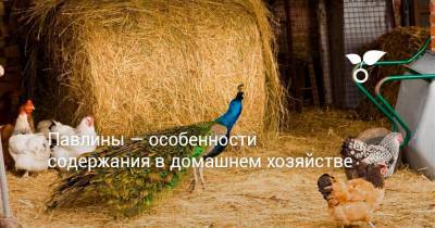 Павлины — особенности содержания в домашнем хозяйстве - botanichka.ru