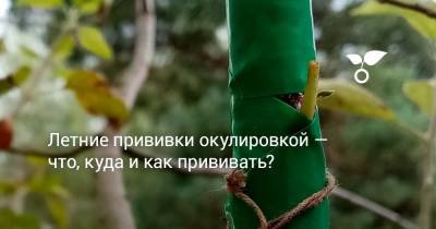 Летние прививки окулировкой — что, куда и как прививать? - botanichka.ru