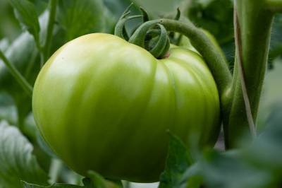 5 простых способов дозаривания томатов дома - orchardo.ru