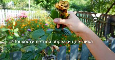 Тонкости летней обрезки цветника - botanichka.ru