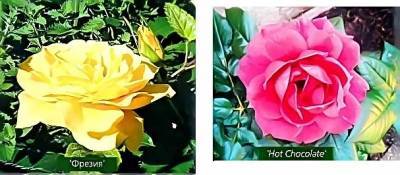 Бордюрные розы названия сортов, описание и фото - vsaduidoma.com