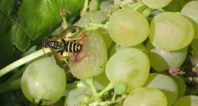Как бороться с осами на винограде? - sad-dacha-ogorod.com