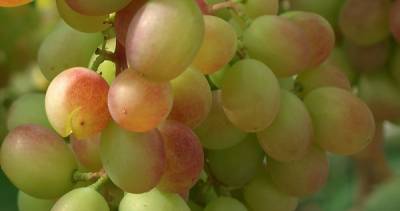 Растрескивание винограда. Причины и способы решения проблемы - sad-dacha-ogorod.com