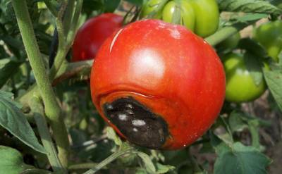 7 причин появления вершинной гнили на помидорах - orchardo.ru