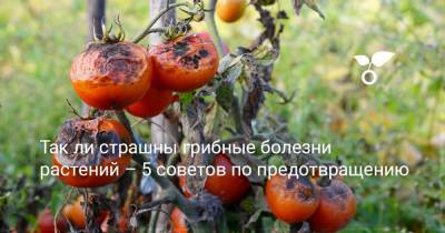 Так ли страшны грибные болезни растений – 5 советов по предотвращению - botanichka.ru