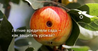 Летние вредители сада — как защитить урожай? - botanichka.ru