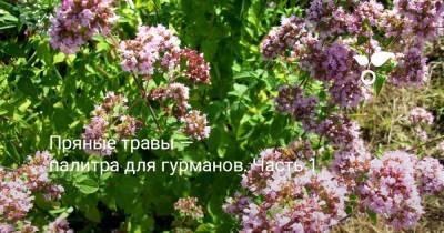 Пряные травы — палитра для гурманов. Часть 1 - botanichka.ru