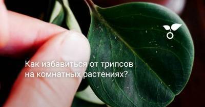 Как избавиться от трипсов на комнатных растениях? - botanichka.ru