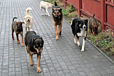 Как правильно вести себя если напала стая собак. Рассказывает опытный кинолог - zen.yandex.ru