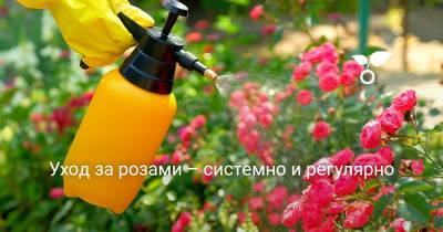 Уход за розами – системно и регулярно - botanichka.ru