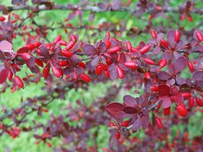 Добавим красок в саду: 7 растений с яркой листвой красного и фиолетового оттенка - orchardo.ru