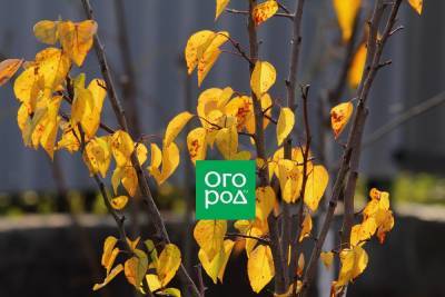 Уход за абрикосом осенью - готовим капризное дерево к холодам - ogorod.ru
