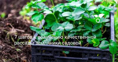 7 шагов к получению качественной рассады земляники садовой - botanichka.ru