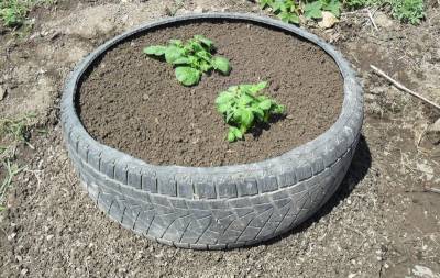 Муж собирает автомобильные шины по знакомым, а расплачивается картошкой: 4 причины выращивать картофель вертикально - orchardo.ru