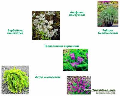 Цветы агрессоры в саду - vsaduidoma.com