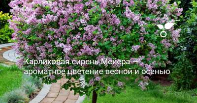 Карликовая сирень Мейера — ароматное цветение весной и осенью - botanichka.ru