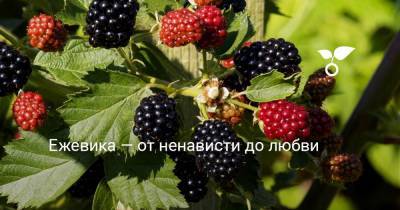 Ежевика — от ненависти до любви - botanichka.ru